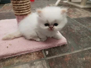 Purebred Persian Kittens for sale Doll face