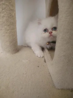 Blue eye Purebred Persian Kitten Doll Face
