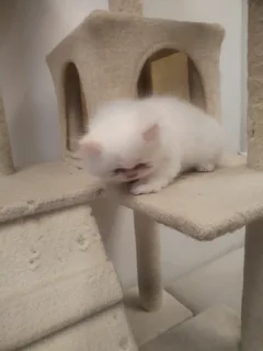 Blue eye Purebred Persian Kitten Doll Face