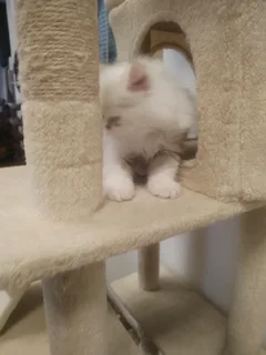 Blue eye Purebred Persian Kitten Doll Face