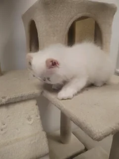 Blue eye Purebred Persian Kitten Doll Face