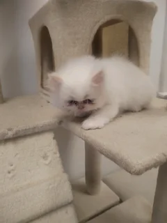 Blue eye Purebred Persian Kitten Doll Face