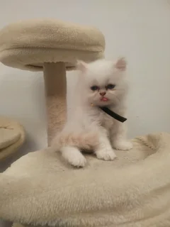 Blue eye Purebred Persian Kitten Doll Face Male