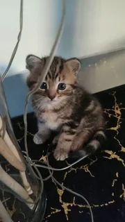 3 Half Persian kittens