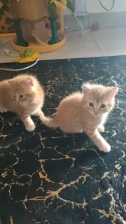 3 Half Persian kittens