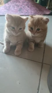 3 Half Persian kittens