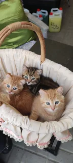 3 Half Persian kittens