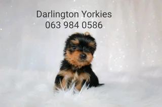 Yorkie Female