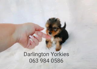Pocket size male yorkie