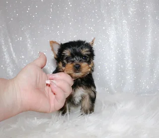 Yorkie Female Purebred