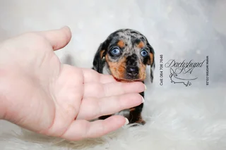 Miniature Dachshund Female Rare blue eyed silver dapple