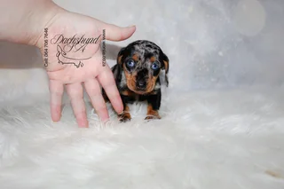 Miniature Dachshund Female Rare blue eyed silver dapple