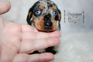 Miniature Dachshund Female Rare blue eyed silver dapple