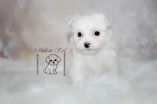 Stunning pedigree Maltese Female