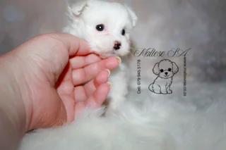 Stunning pedigree Maltese Female
