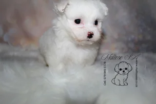 Stunning pedigree Maltese Female