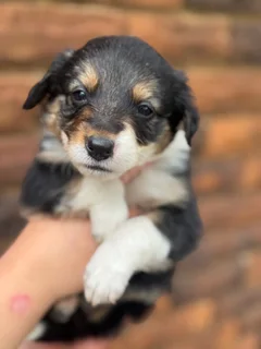 Puppies - Ad posted by Viraldi Engelbrecht