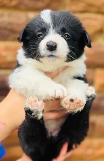 Puppies - Ad posted by Viraldi Engelbrecht