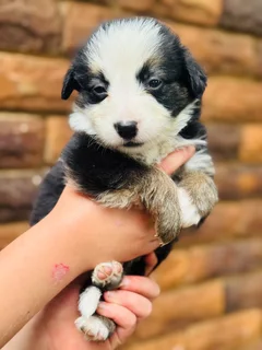 Puppies - Ad posted by Viraldi Engelbrecht