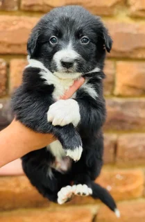 Puppies - Ad posted by Viraldi Engelbrecht