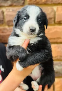 Puppies - Ad posted by Viraldi Engelbrecht