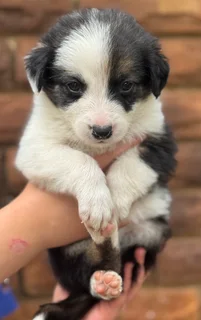 Puppies - Ad posted by Viraldi Engelbrecht