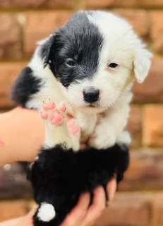 Puppies - Ad posted by Viraldi Engelbrecht