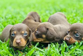 Puppies - Ad posted by Viraldi Engelbrecht