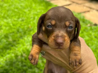 Puppies - Ad posted by Viraldi Engelbrecht