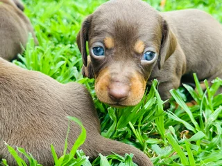 Puppies - Ad posted by Viraldi Engelbrecht