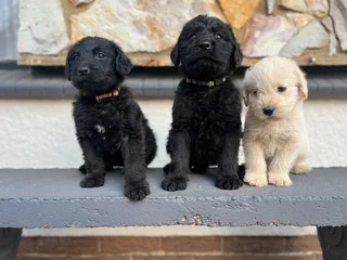 Labradoodle Puppies