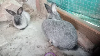 Rabbits for Sale