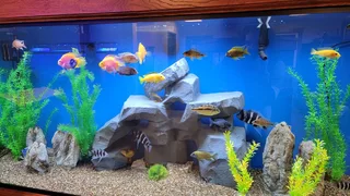 New fish tanks from R250