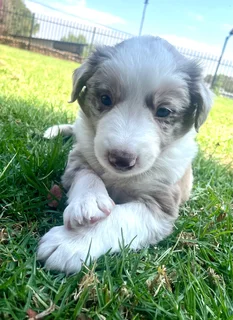 Border Collie puppies, Red Merle and Brown puppys