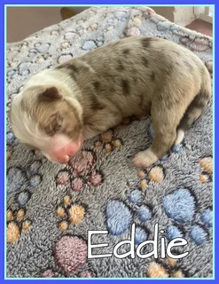 Brown and RedMerle Border collie puppys