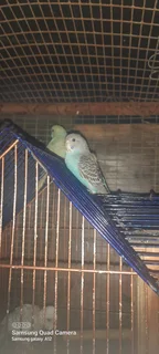 Budgies  for sale