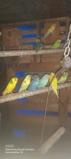 Budgies  for sale