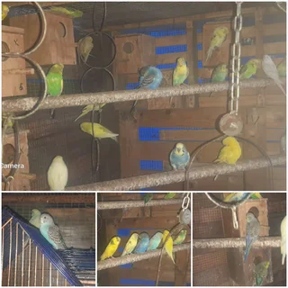 Budgies  for sale