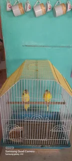 Budgies with cage,450
