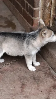 German shepherd/husky pups
