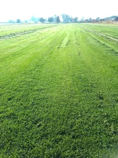 Fresh Farm Grass Available