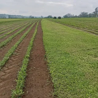 Instant Lawn delivered and installed