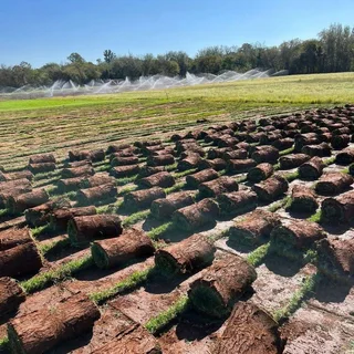 Instant Lawn delivered and installed