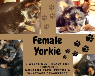 Yorkie Female Dog