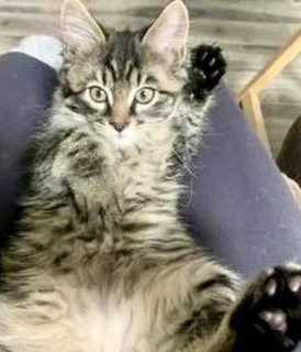 Maine coon kitten