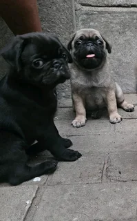Pug puppies