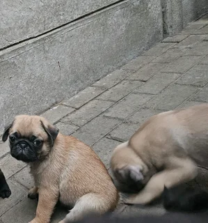 Pug puppies