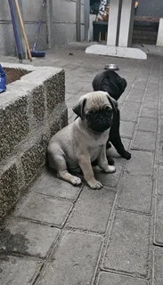 Pug puppies