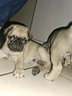 Pug puppies