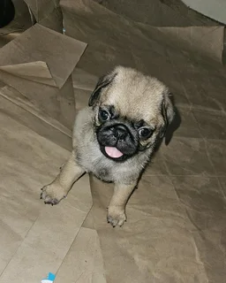Pug puppies